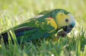 Yelllow headed amazon parrot